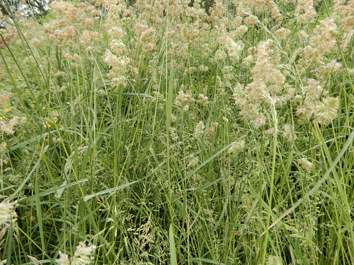 soft meadow grasses