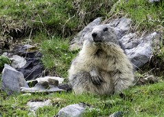 marmot - Photo of Haux