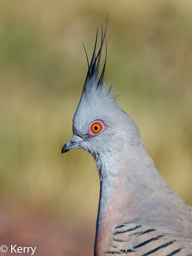 2018 birds bendigo australia vic lophotes headshot adult pigeoncrested ocyphapslophotes