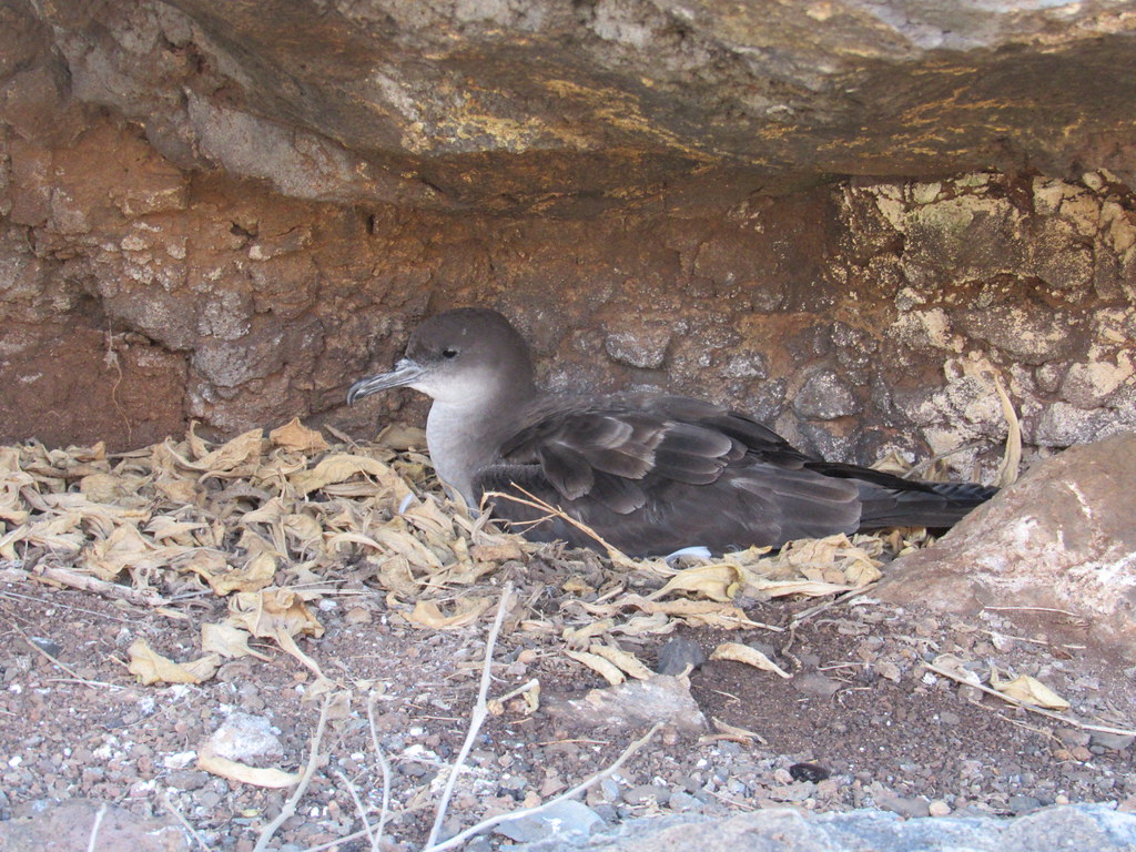 Wedge-tailed Shearwater 7/14/18