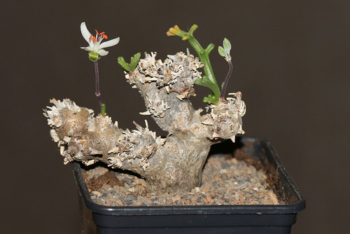 P. ceratophyllum, small branched shrub (here about 6 cm) with highly succulent stems.