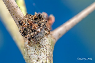 Spiny orb weaver (Hypsacantha crucimaculata) - DSC_4888