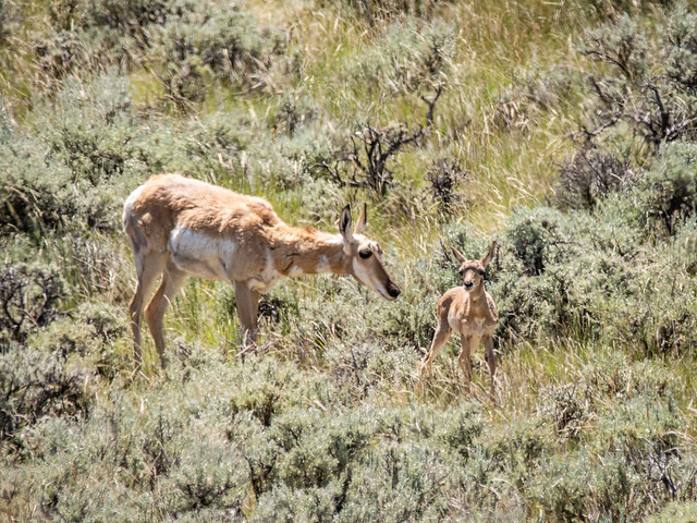 pronghorn and fawn