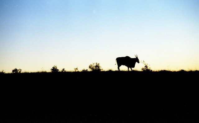 Eland at Dawn