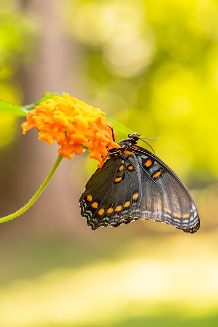 Red-Spotted Purple Admiral