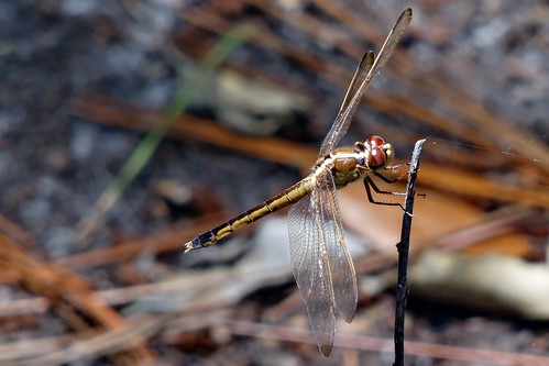 dragonfly libellulaneedhami needhamsskimmer fairfieldharbour northcarolina sony sonyphotographing dschx20v