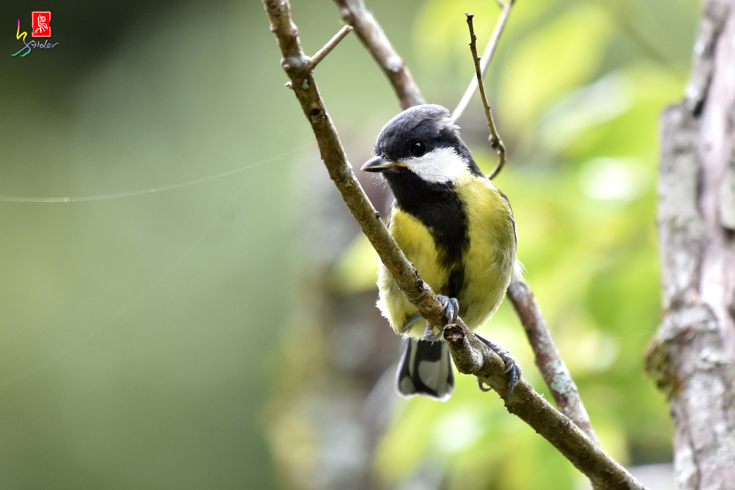 Green-backed_Tit_8829