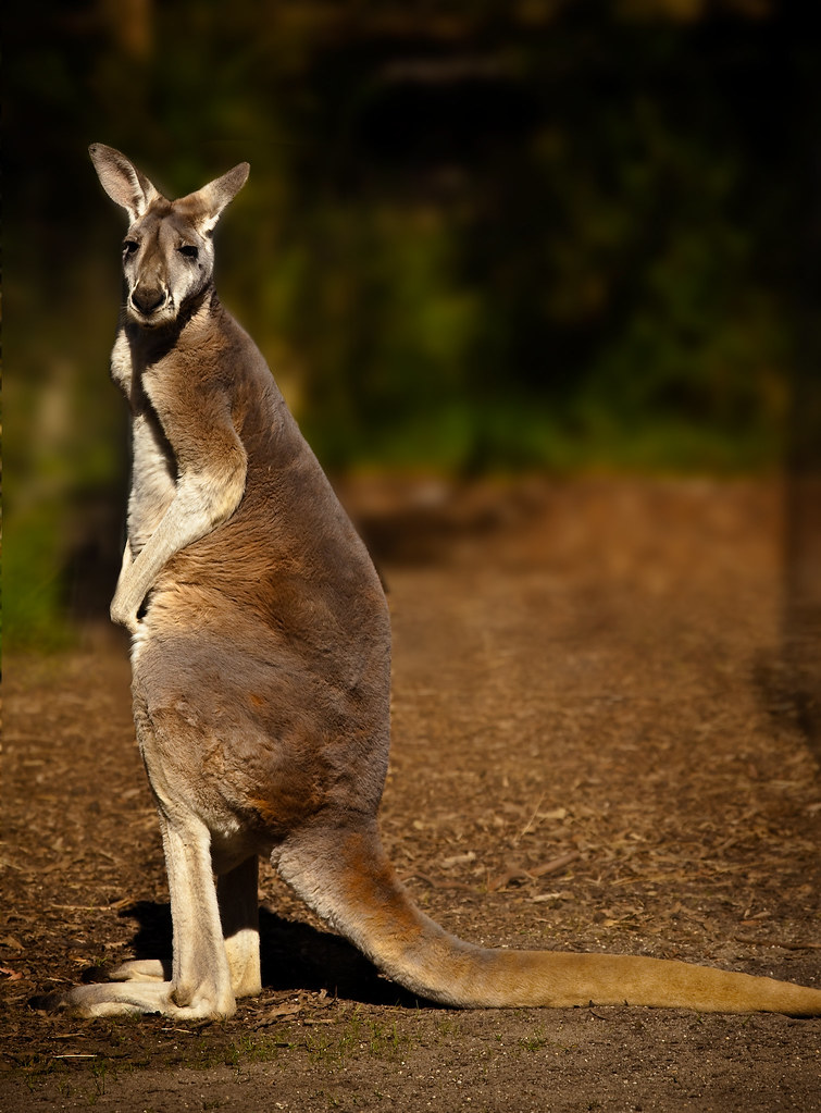 Kangaroo au sanctuaire animalier de Healesville