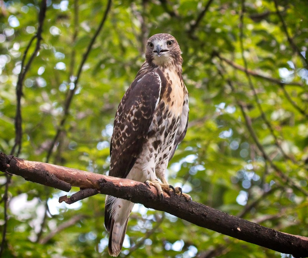 Tompkins red-tail fledgling