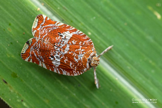 Planthopper (Lophopidae) - DSC_3353