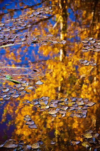 canada eppgauthierfarm martensville saskatchewan autumn abstract fall leaves polarizingfilter pond reflection sunrise water yellow