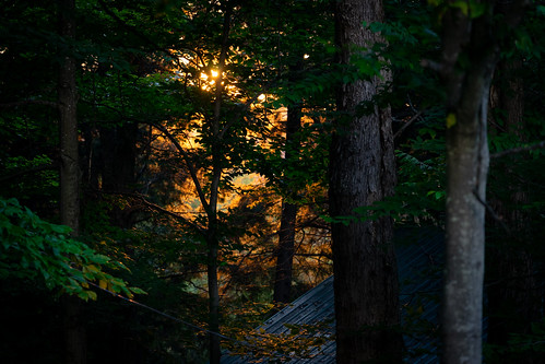 adirondacks newyork outdoors evening night woods trees covewood lodge vacation summer leaves green trunks sunset sun orange sky sony alpha a7 sel70300g sonyshooter john brighenti johnbrighenti