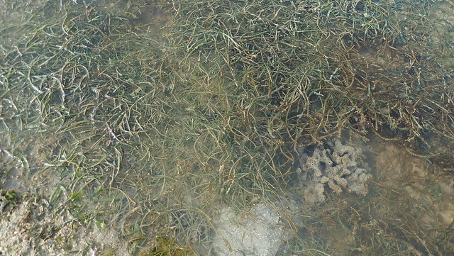 Noodle seagrass (Syringodium isoetifolium)