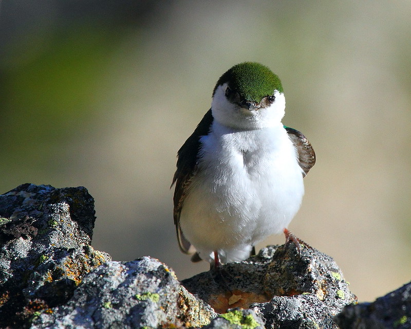 IMG_7079 Violet-Green Swallow, Yellowstone National Park
