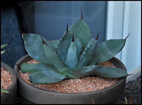 Agave parryi - Page 3 30016156688_ffe7a2f785