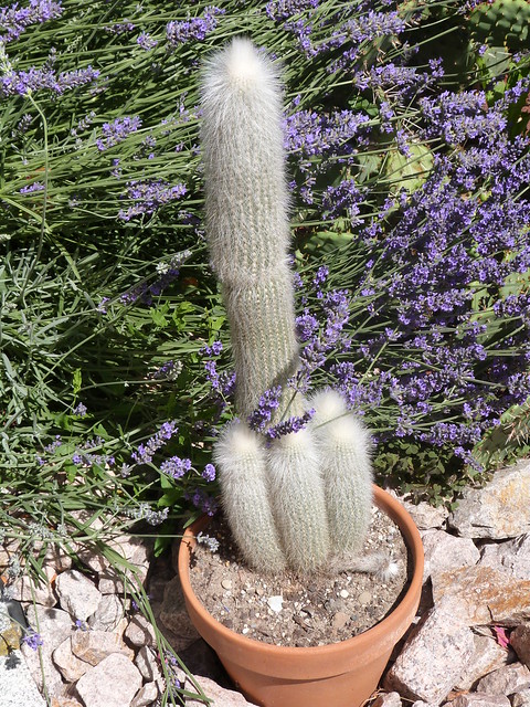 cactus - Page 4 41156690010_73959d430b_z