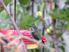 Hummer at the feeder