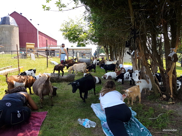  Haute goat yoga session