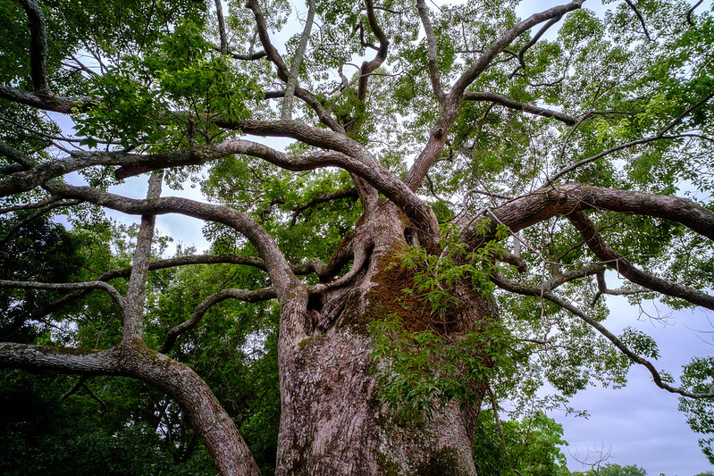 A old tree in NARA Park