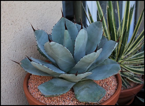 agave - Agave parryi - Page 3 43168399814_33a016d39f