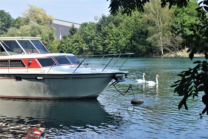 Swans with boat 07.08.2018