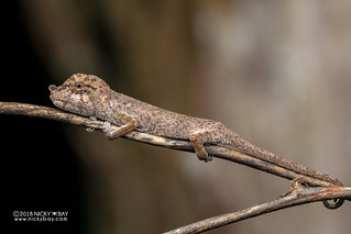 Nose-horned chameleon (Calumma nasutum) - DSC_6947