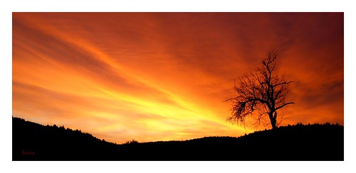 sunset tree horizon sony rx100 landscape summer silhouette sky dusk horizont rot red sommer outdoor