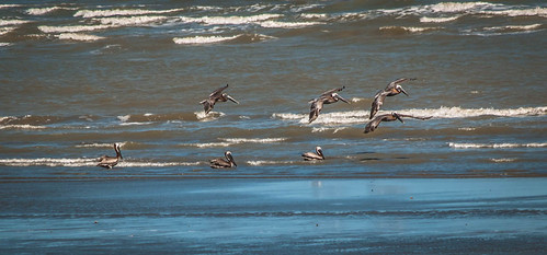 Pelicans on the Hunt