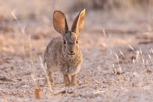 desertcottontail rabbit mammal brownsranchtrailhead brownsranch mcdowellsonoranpreserve scottsdale arizona desert sonorandesert