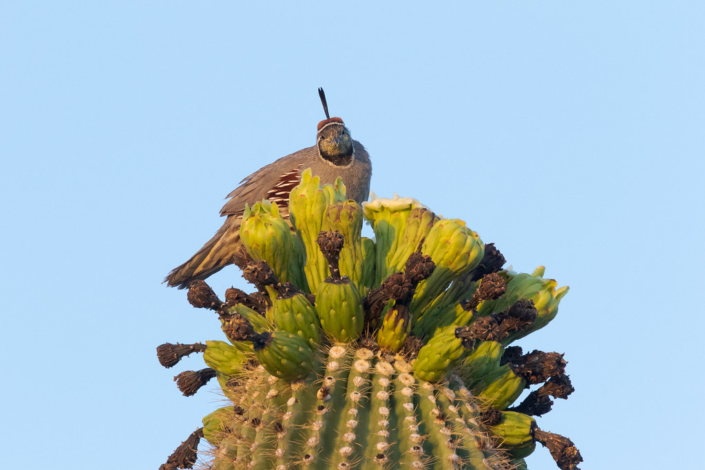 The face of a male Gambel's quail is covered in pollen from saguaro blossoms in McDowell Sonoran Preserve in Scottsdale, Arizona