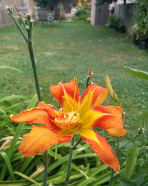 Last tiger lily #toronto #dovercourtvillage #flowers #orange #tigerlily #lilies