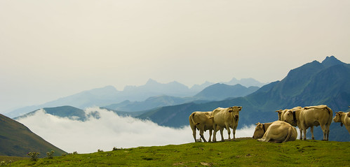 ohry spain france navarra mountains landscape nature scenery cows herd clouds travel pyrenees meadows hilles view animals outdoors