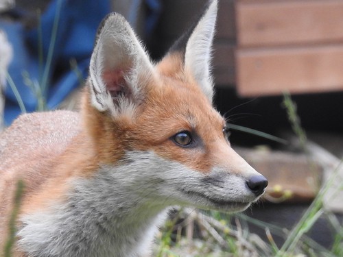 #baby #fox  #cub living in my garden
