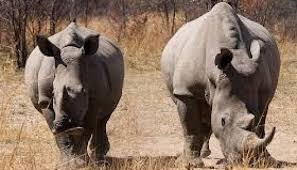 Parques Nacionales de Zimbabwe: resumen y datos varios - BOTSWANA, ZIMBABWE Y CATARATAS VICTORIA: Tras la Senda de los Elefantes (14)