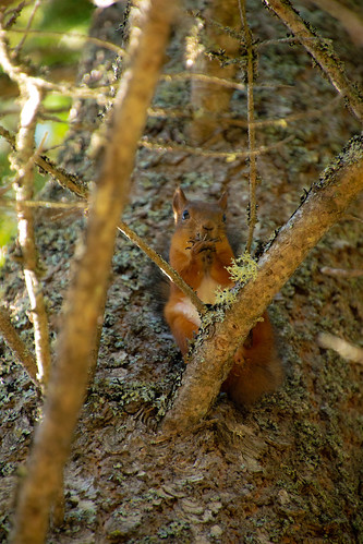 squirrel animal wild rodent orava finland eating