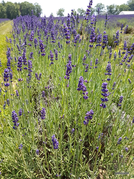 Laveanne Lavender Fields