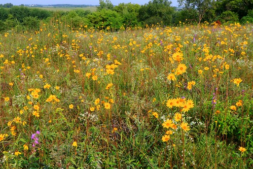 western sunflowers blooming ludwig prairie preserve winneshiek county iowa larry reis