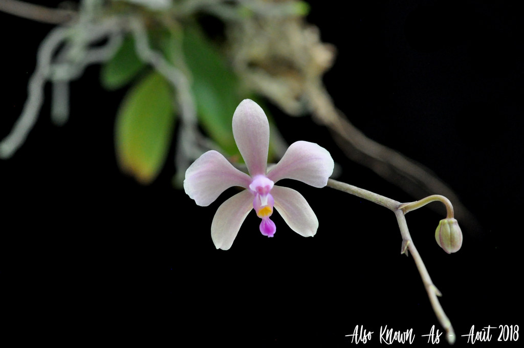 Phalaenopsis Zen (stobartiana x lowii) 42885221115_cb1f38c2e4_b