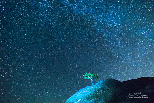 perseidmeteor tree onetree singletree perseidmeteorshowers sky blue night stars astrophotography meteors nature lanscapes comet starry colorado rockymountains jamesinsogna photography unitedstates