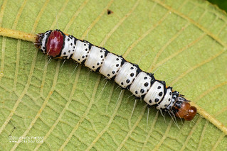 Caterpillar - DSC_6761