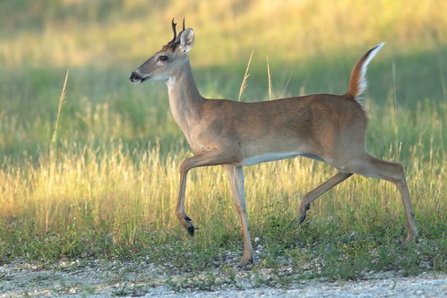 White-tailed Deer yearling spike buck 05-20180807