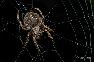 Orb weaver spider (Neoscona sp.) - DSC_6656