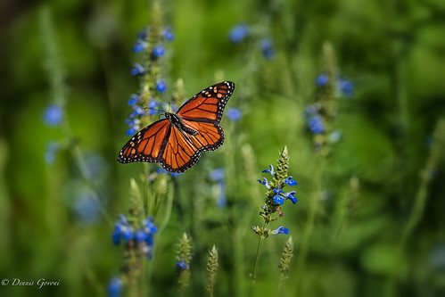flower meadowlark virginia action bug butterfly flight insect monarch summer sunrise wildlife vienna unitedstates us