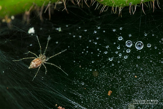 Nursery web spider (Pisauridae) - DSC_7125