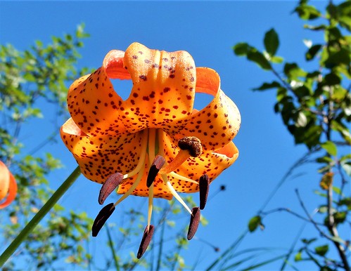 michigan lily lilium michiganense wisconsin wetland wildflower