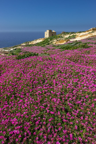 flowers cliffs malta gozo clover tower mediterranean limestone geology