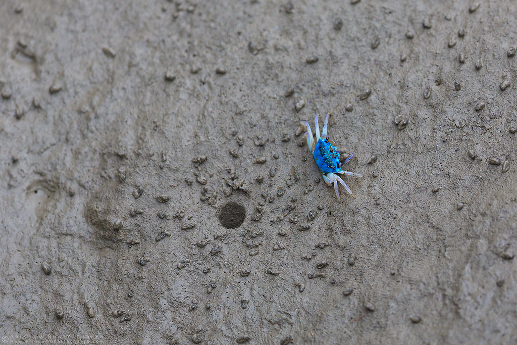 A Blue Fiddler Crab scouring the muddy patch of mangroves