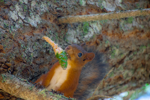 squirrel animal wild rodent orava finland eating