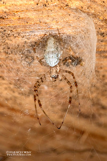 Hermit spider (Nephilingis livida) - DSC_6914