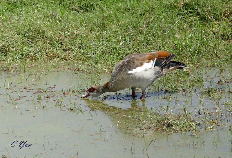 Kenya-Tanzania (Bird 2)